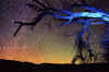 BLUE-TREE.jpg (78890 bytes)