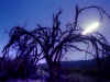 ECLIPSETRAIL.jpg (106501 bytes)