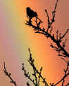 RAINBOWGH.jpg (59040 bytes)