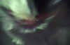 Revontulet3.jpg (44833 bytes)