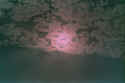 Rose26_25 copy.jpg (38639 bytes)