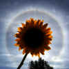SUNFLOWER-2.jpg (89732 bytes)