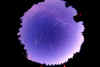 circopolaire.jpg (46501 bytes)