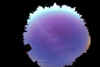 circoumaurore1.JPG (23364 bytes)