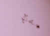 dsoltache.jpg (32734 bytes)