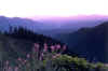 fireweed and Oregon cascades.jpg (64294 bytes)