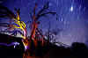 yellowtree.jpg_.jpg (228766 bytes)